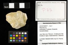 Foto (Objekt + Etiketten) von Pithonoton sp. 